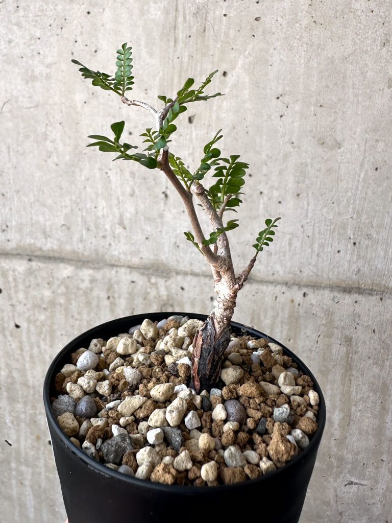 現品限り】オペルクリカリア・パキプス 根挿し【AA19】 Operculicarya