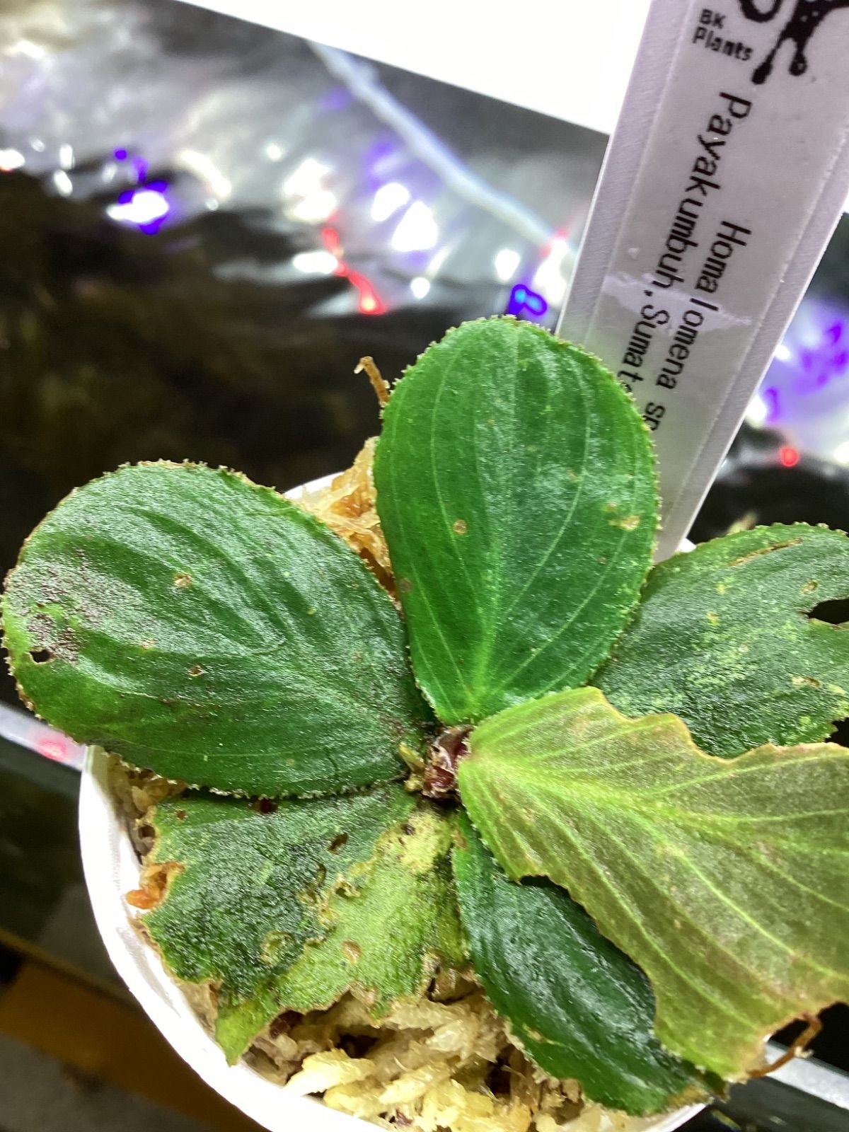 Homalomena sp. Payakumbuh Sumatera barat 問屋便2025|05