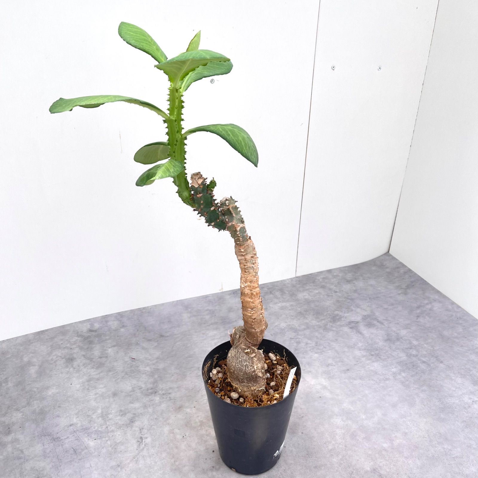 モナデニウム マグニフィカム【現品】☆希少☆ 観葉植物 塊根植物 - メルカリ