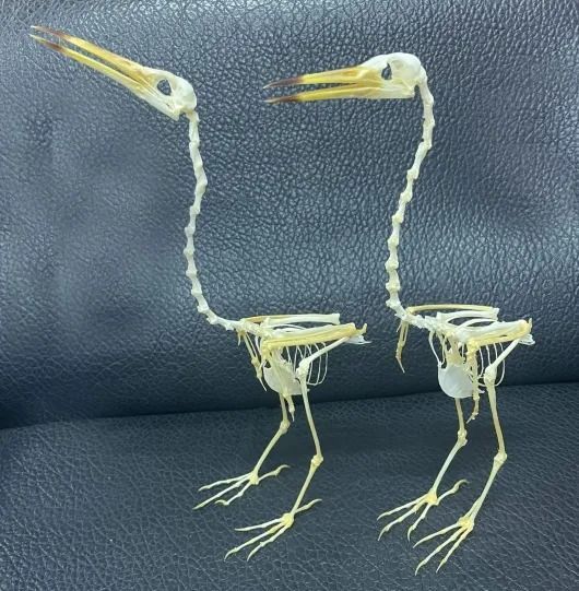 ジャワアカガシラサギ（javan pond heron）全身骨格標本 - メルカリ