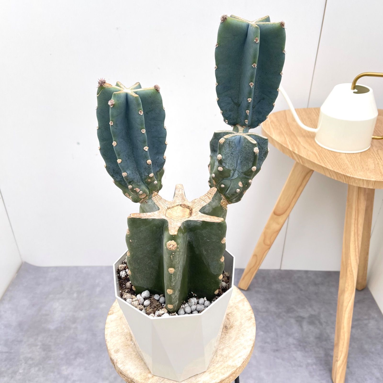 d*7様 鬼滅の刃 ウエハースカード9 柱SR9枚セット