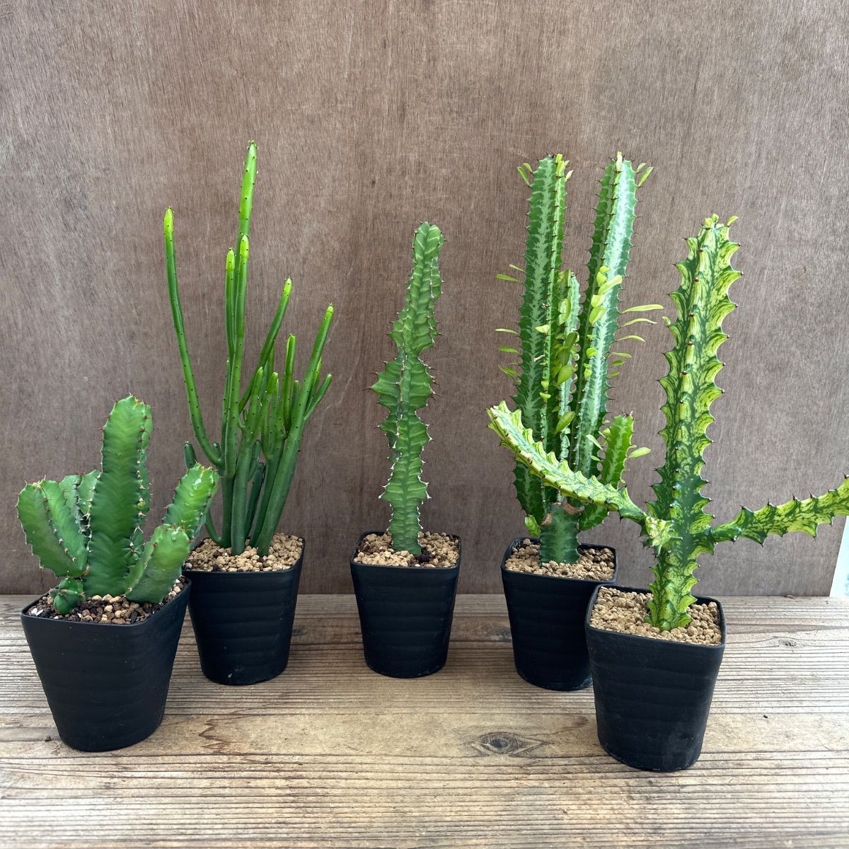 ユーフォルビア5種セット Euphorbia 現品 観葉植物 観葉 植物 珍奇