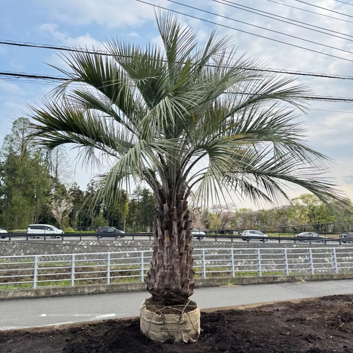 ココスヤシ 極上 ヤシの木 ココスヤシ 極上シルバーリーフ ヤシ