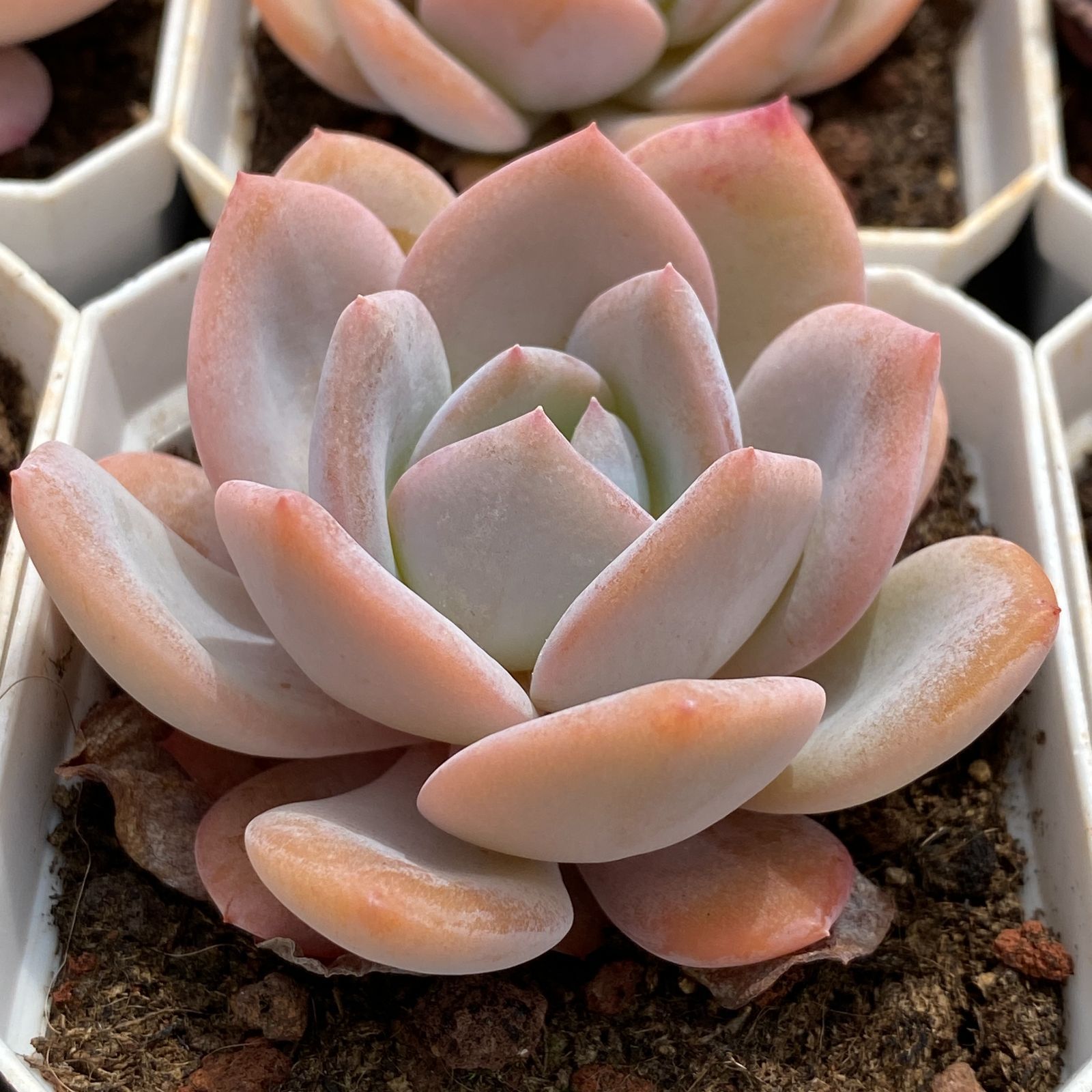 抜き苗 多肉植物