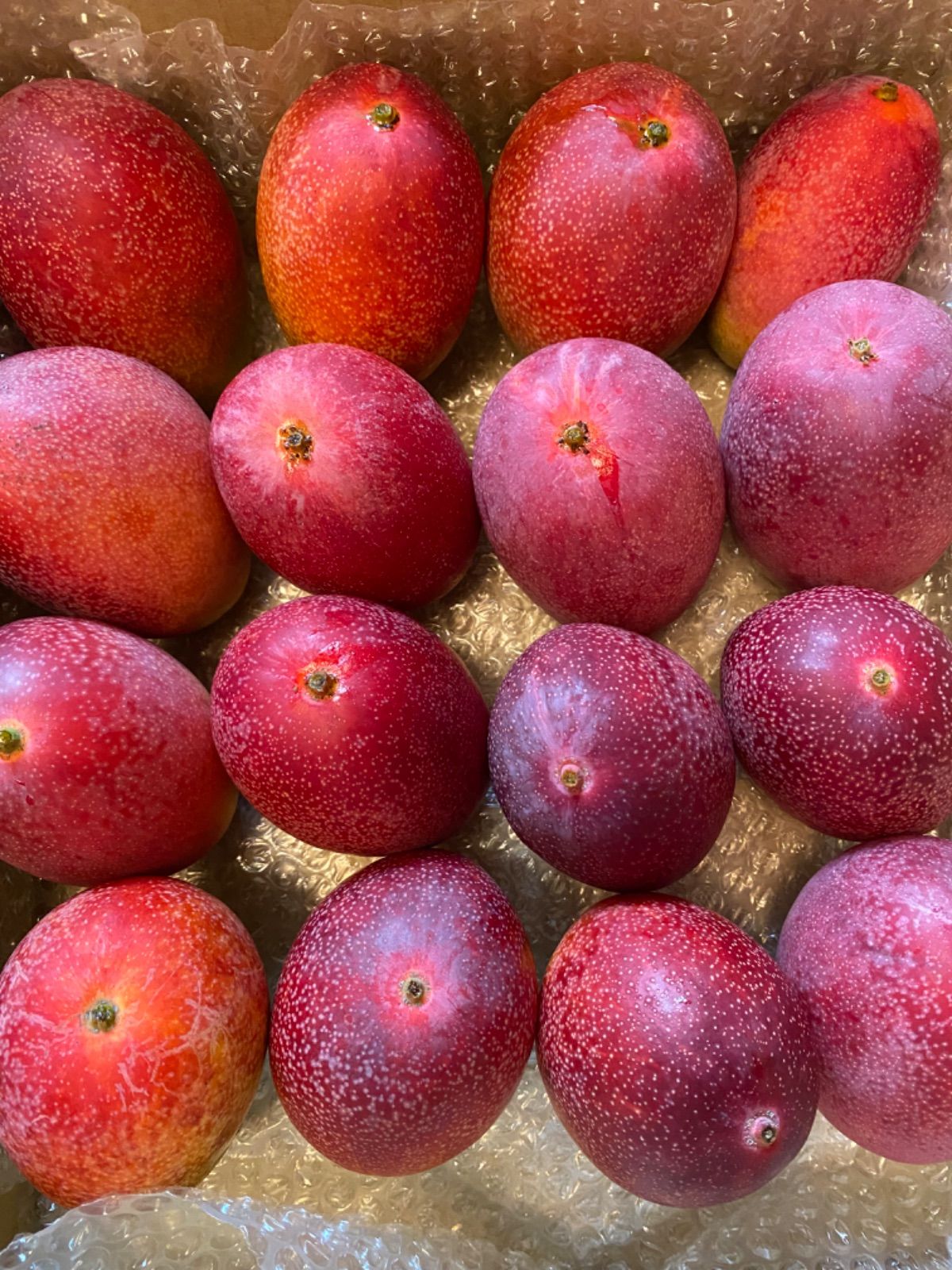 宮崎完熟 特大ミニマンゴー セット 16玉 4k〜 冷蔵発送〜