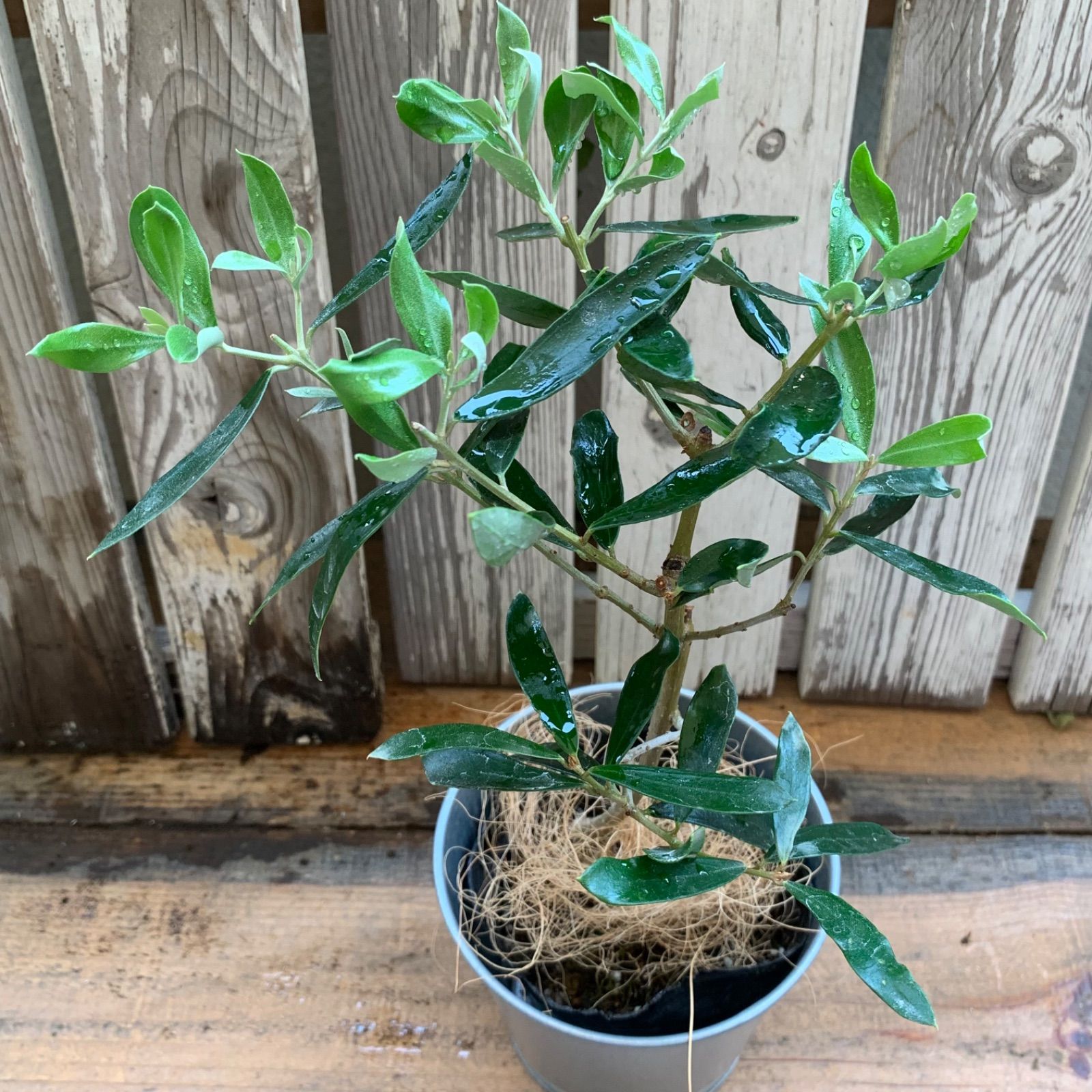 オリーブ アルベキナ 1本