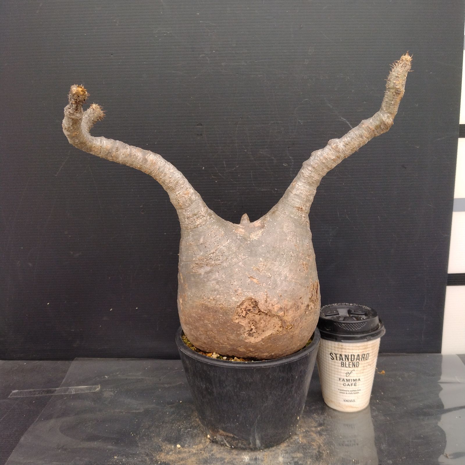 Y196【最新到着】Pachypodium グラキリス（L）（現地球・抜き苗