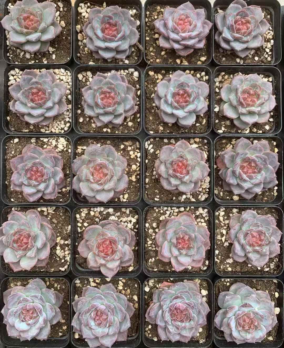 エケベリア 韓国苗