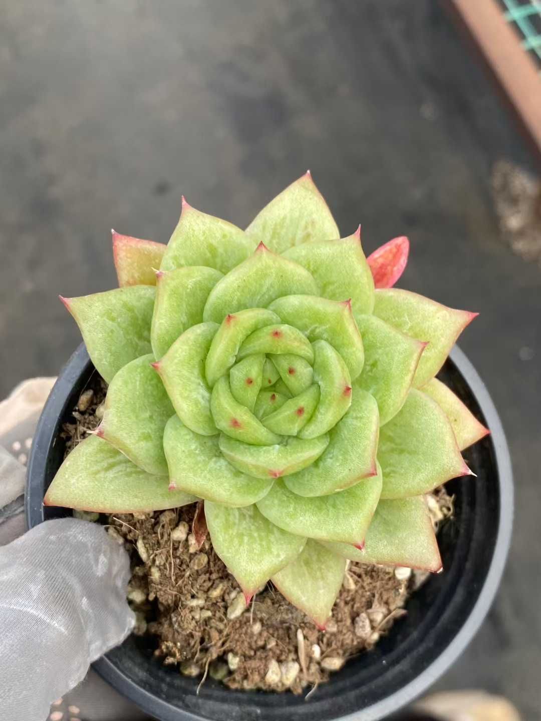 ZM1526×32 ピンクウィッチ 抜き苗 多肉植物 アエオニウム エケベリア