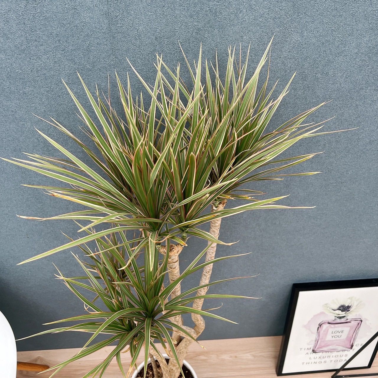 現品］82番 ドラセナ コンシンネ トリカラー 観葉植物 室内 8号