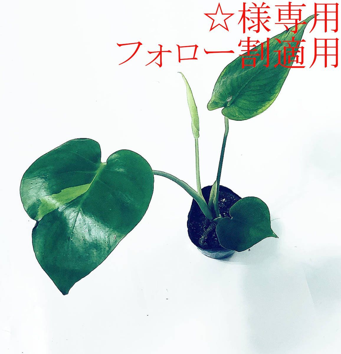 モンステラ デリシオーサ グリーンオングリーン Green on Green