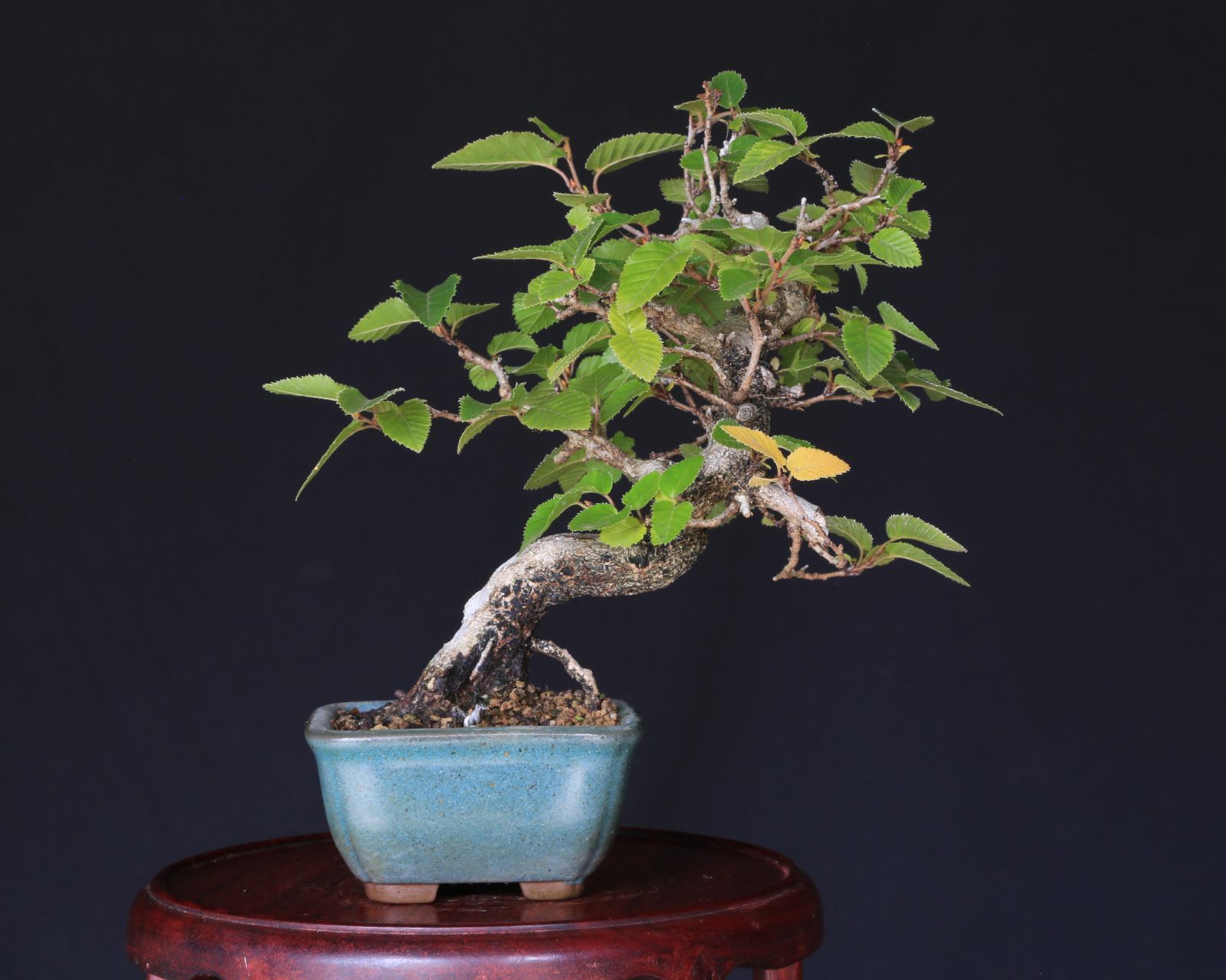 父の日 敬老の日