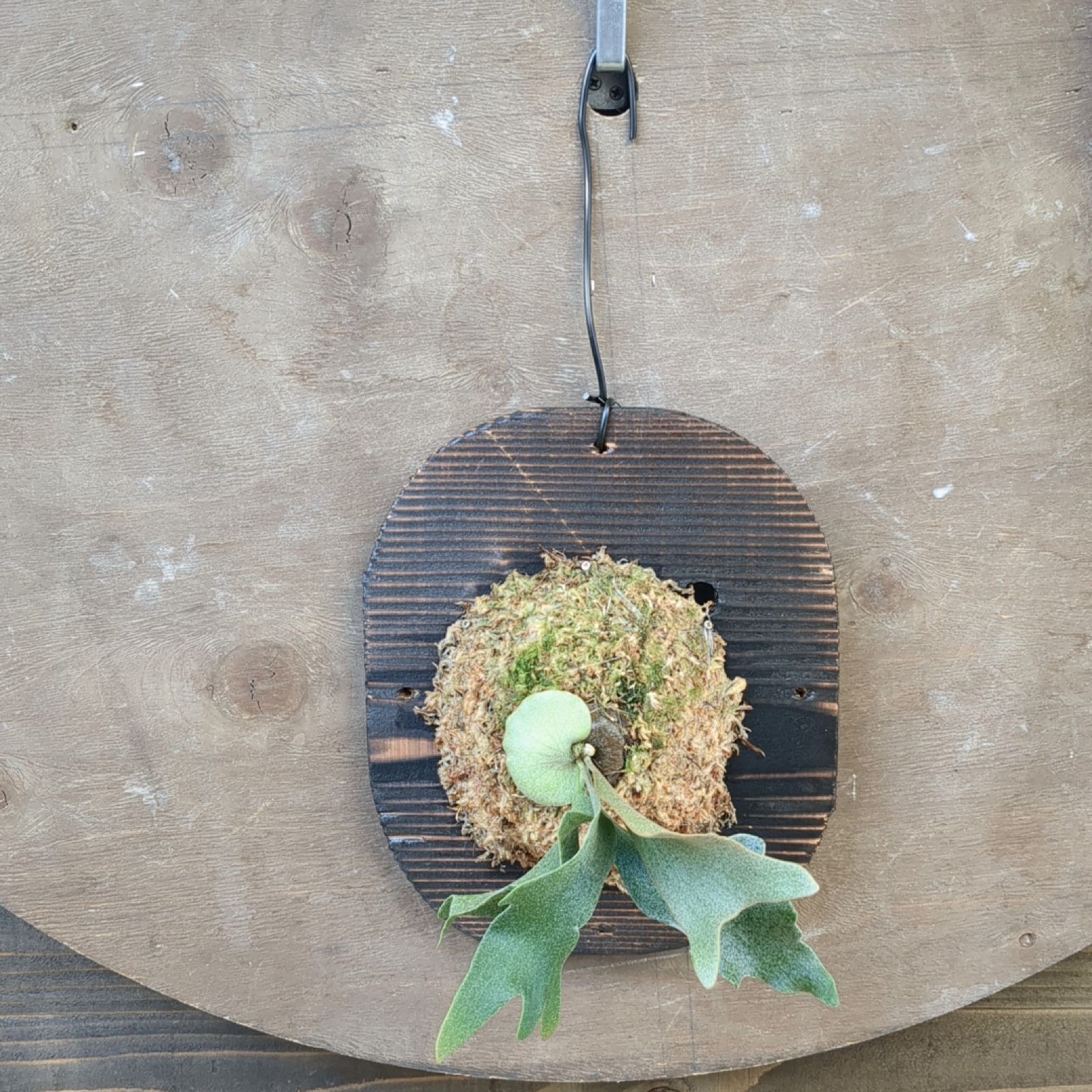 ビカクシダ ホワイト ギズモ 胞子培養株 現品発送 P. white gizmo B