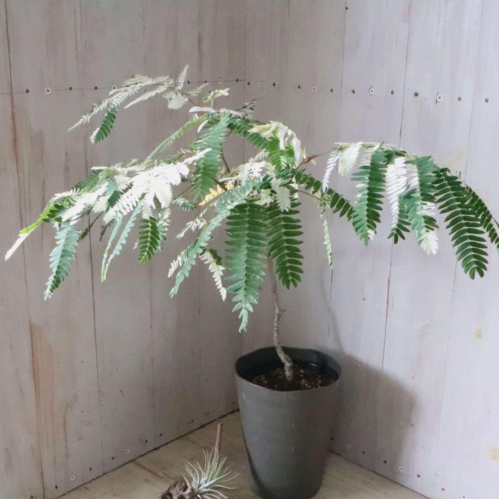 希少♡斑入り♡エバーフレッシュ♡ネムの木♡観葉植物♡インテリア