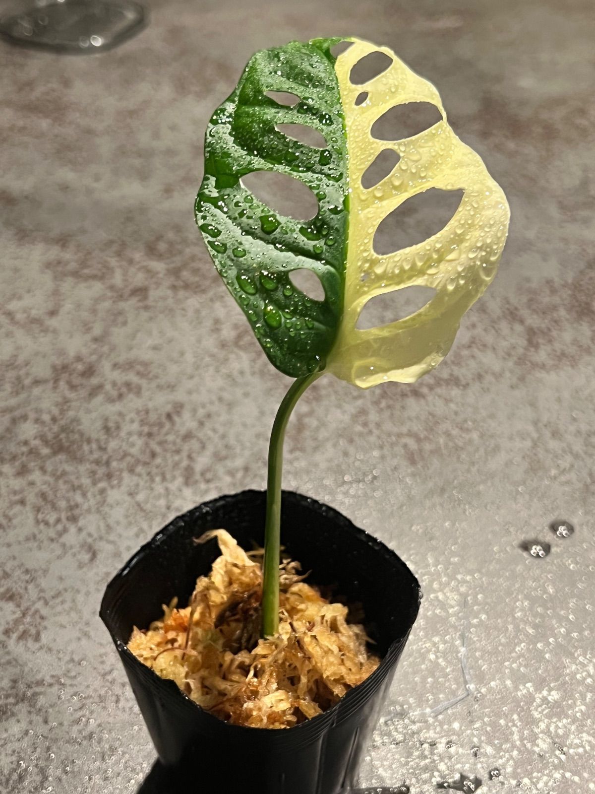 マドカズラハーフマーン斑Monstera adansonii variegata 【公式通販