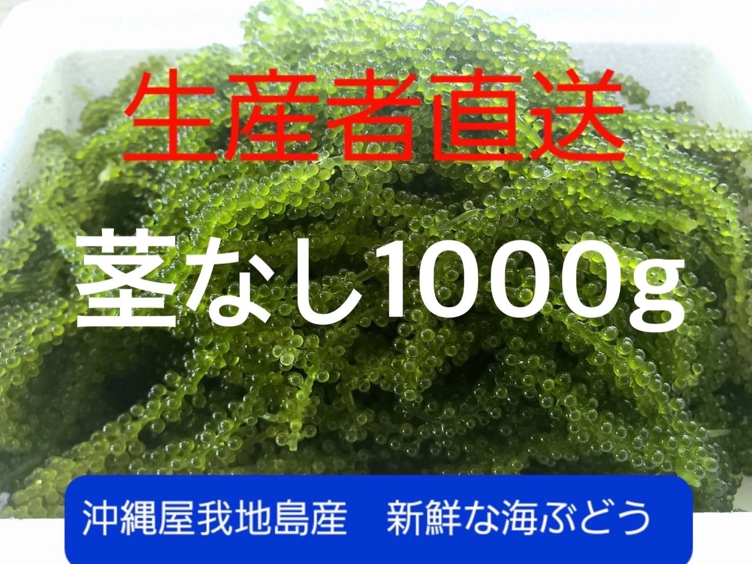 【最短翌日発送】鮮度抜群！やんばる産海ぶどう茎付1000g