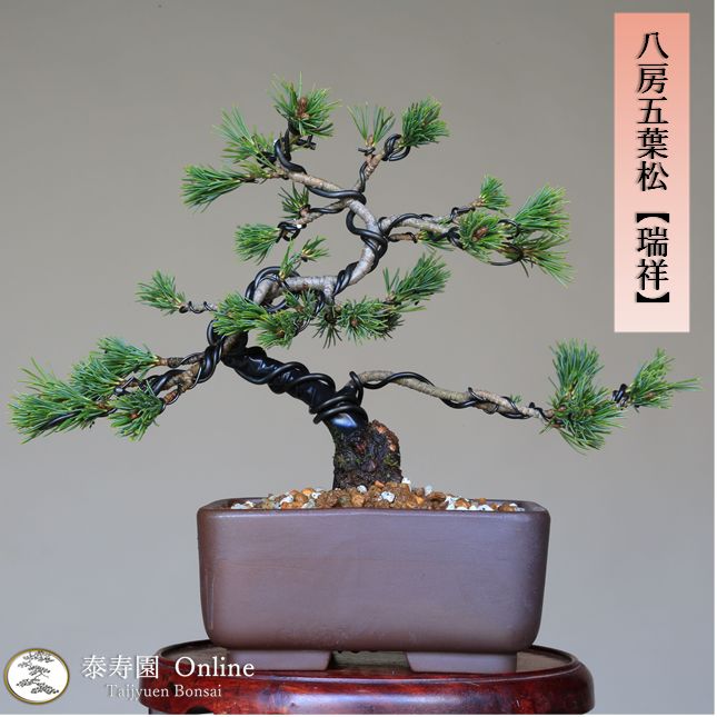 五葉松 瑞祥 八房 抜群の葉性 素材