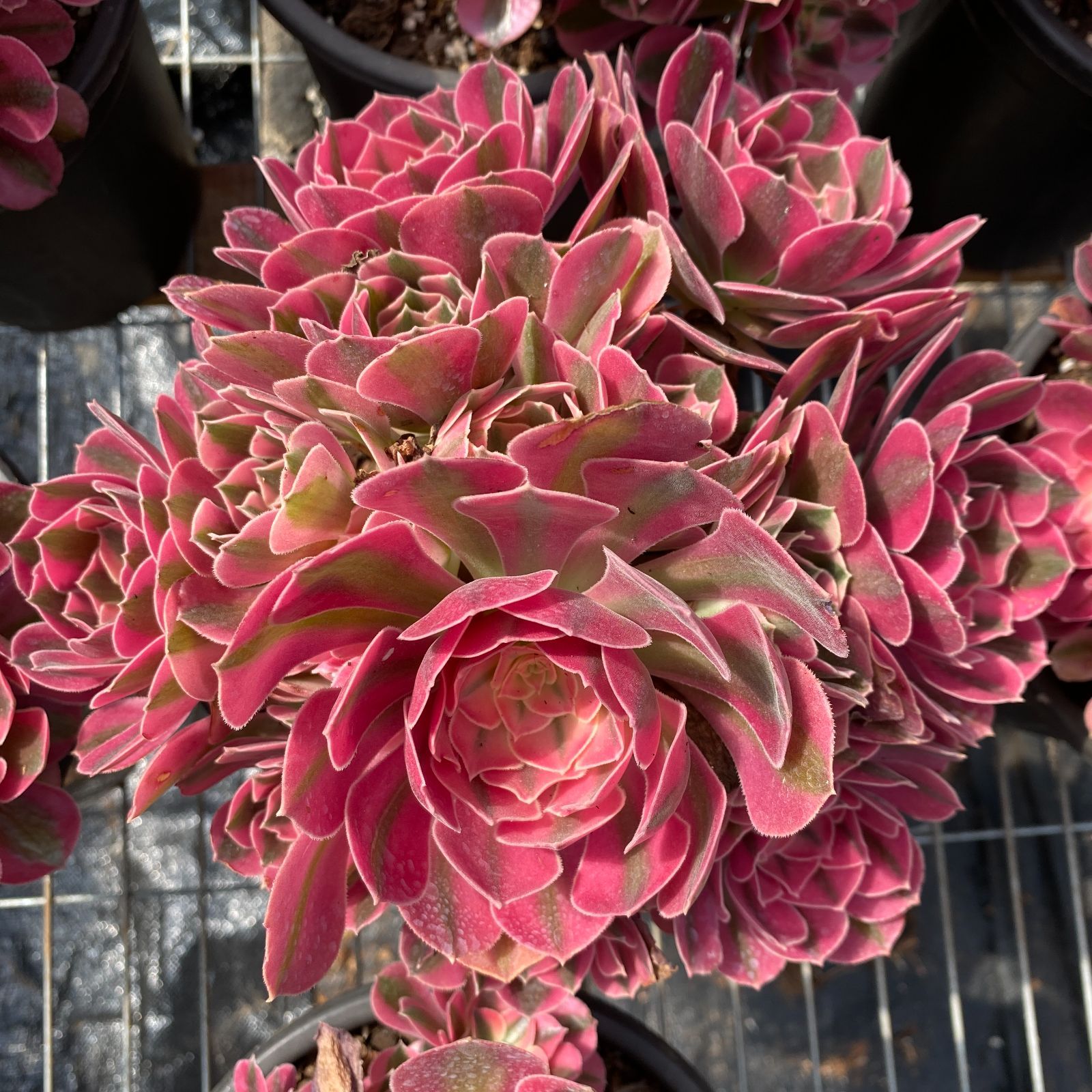 新入荷 ピンクウィッチ ZM1504×16鉢 抜き苗 多肉植物 アエオニウム エケベリア サボテン 韓国苗 新入荷