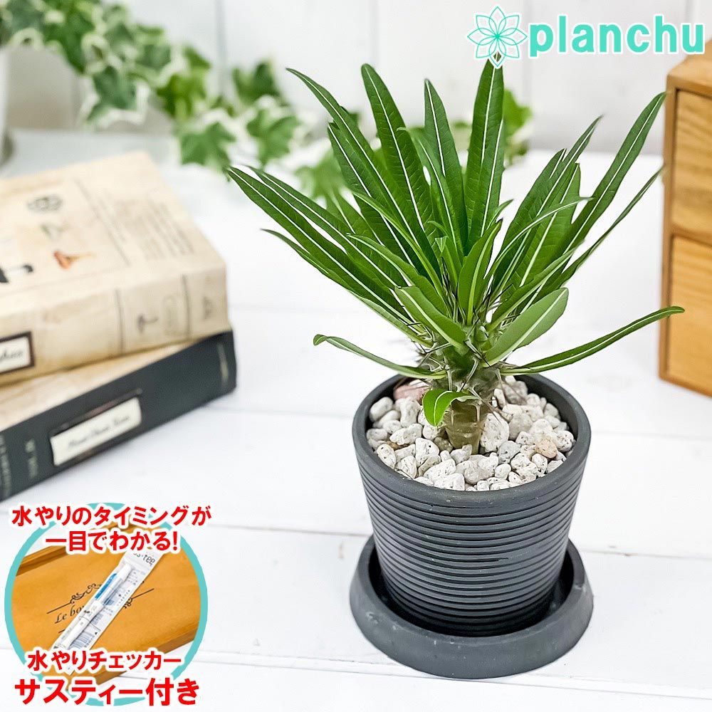 PLANCHU 観葉植物 パキポディウム ミケア 3号樹脂鉢 ダークグレー サスティー付き 受け皿付き 育て方説明書付き Pachypodium  mikea コーデックス 塊根植物 多肉植物 - メルカリ