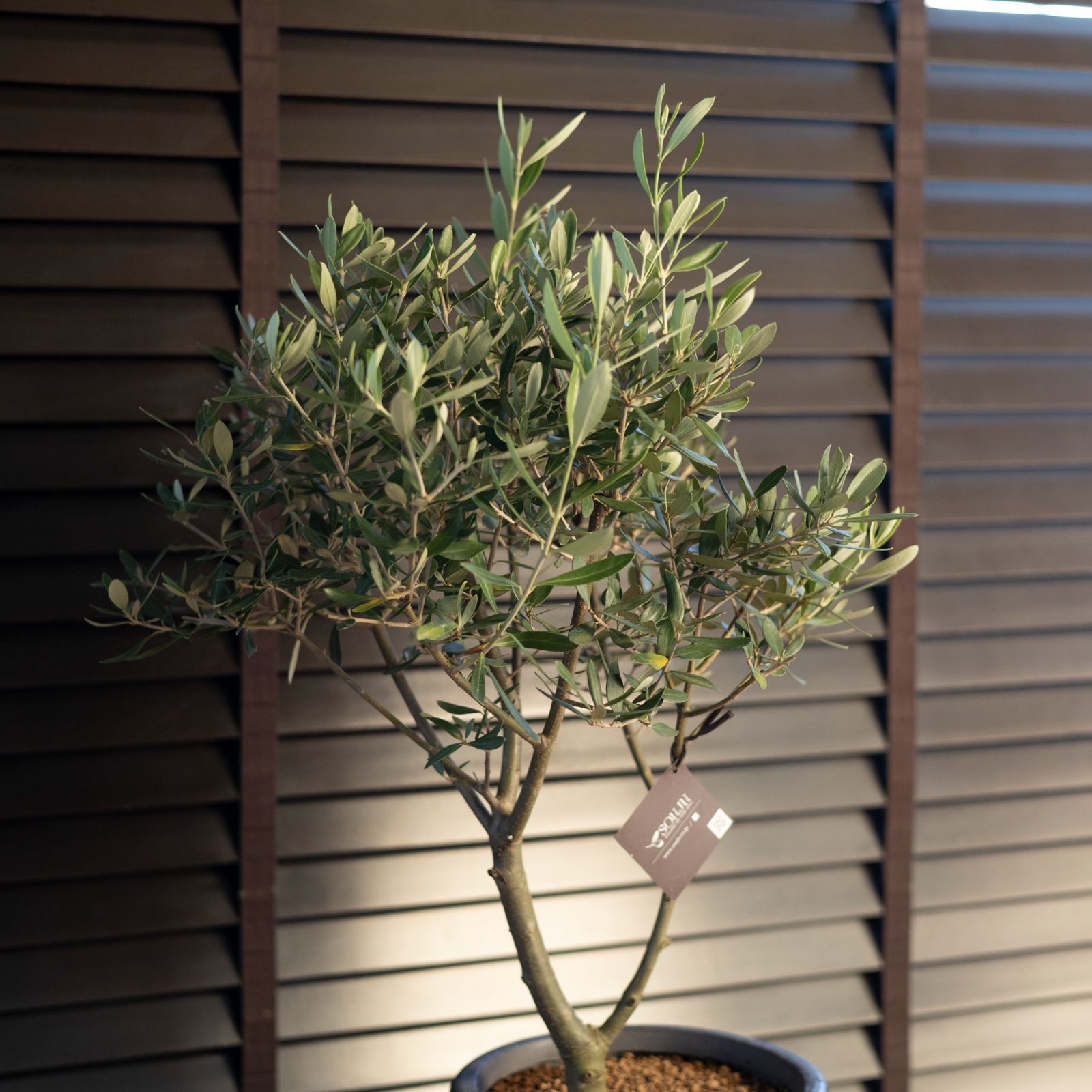 創樹 Olive オリーブの木 SOUJU Cipressino チプレシーノ