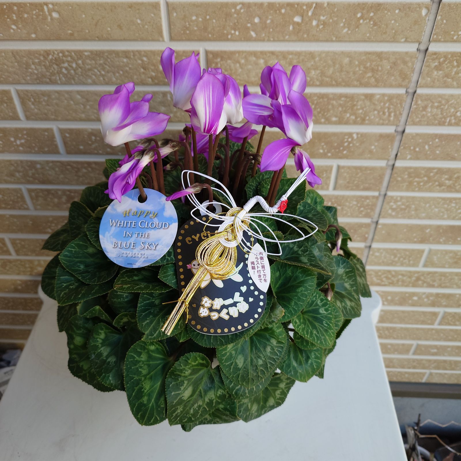 幻のシクラメン ホワイト