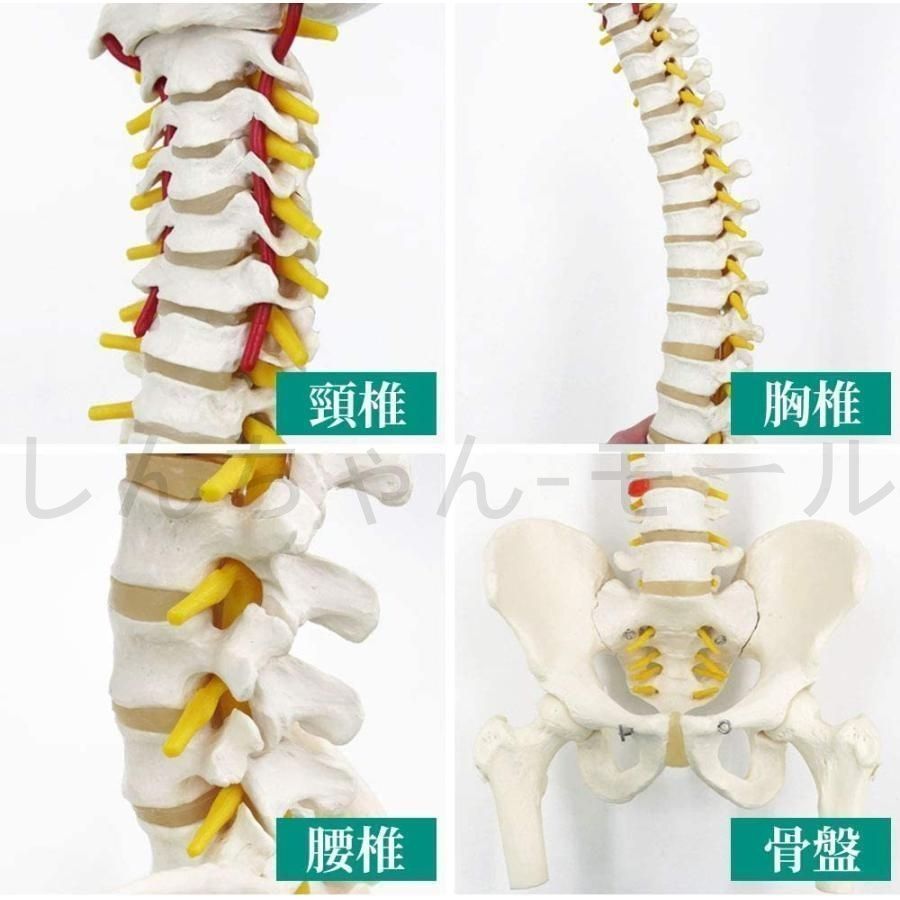 Voltaren 骨盤模型　大腿骨付き腰椎 脊髄 骨格模型　骨模型 人体模型 31OdffPvPXL.jpg