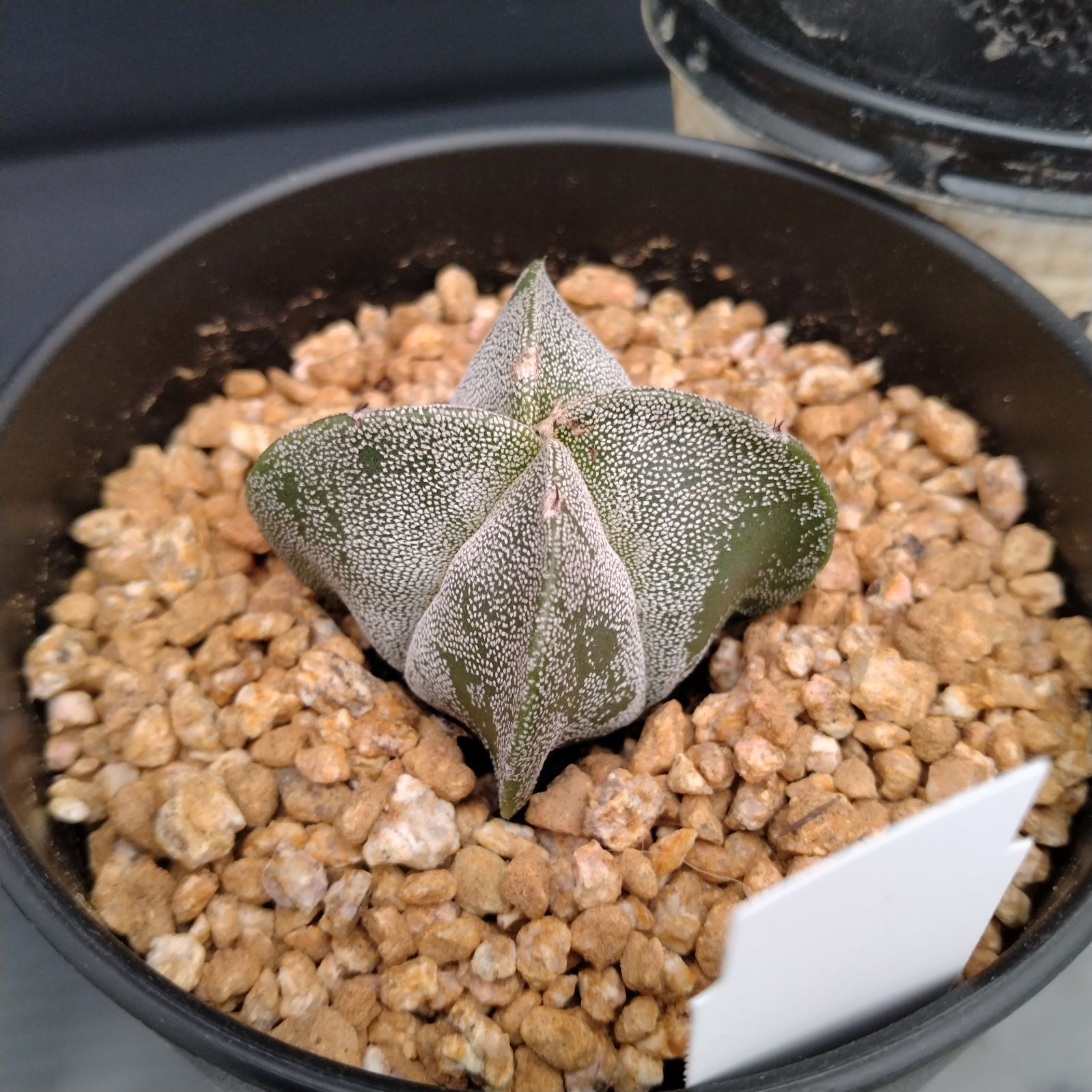 K014【新入荷！】アストロフィツム 恩塚ランポー玉（鉢植え