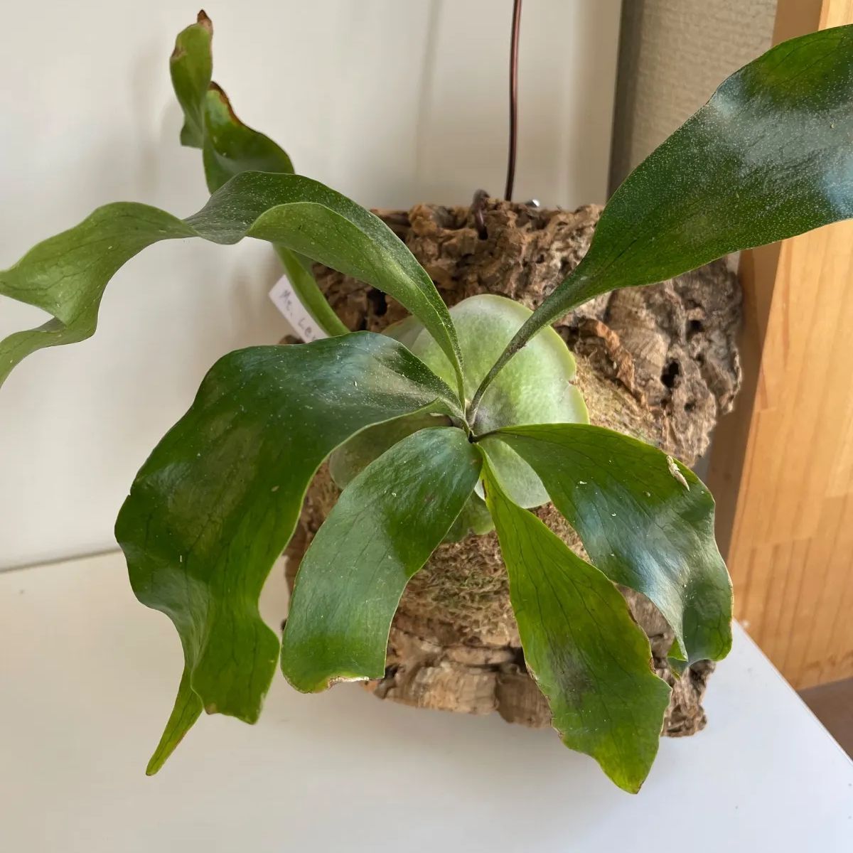 ビカクシダ グランデ コルク付 ビカクシダ ワンダエ ドワーフ 'Dwarf