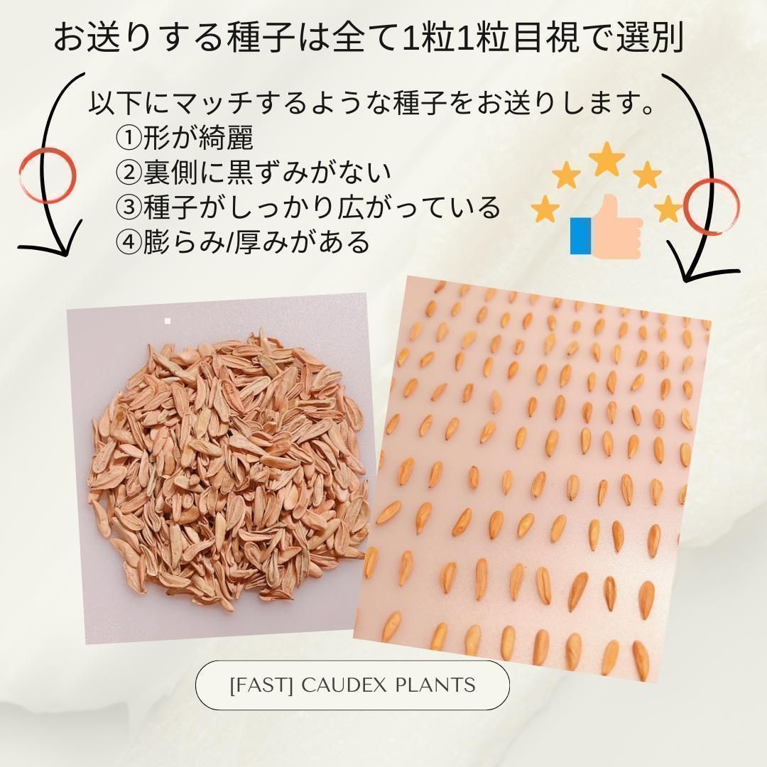 種子】パキポディウム エブレネウム /セット割あり 数量5粒から