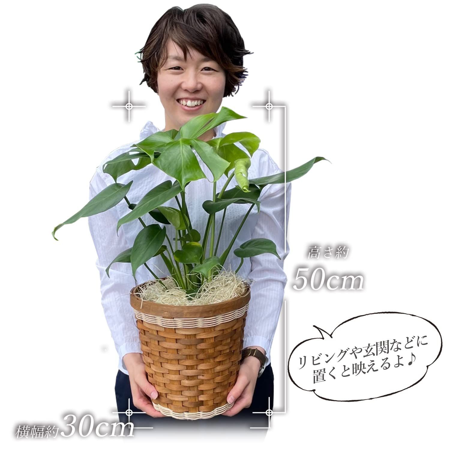 鉢植え