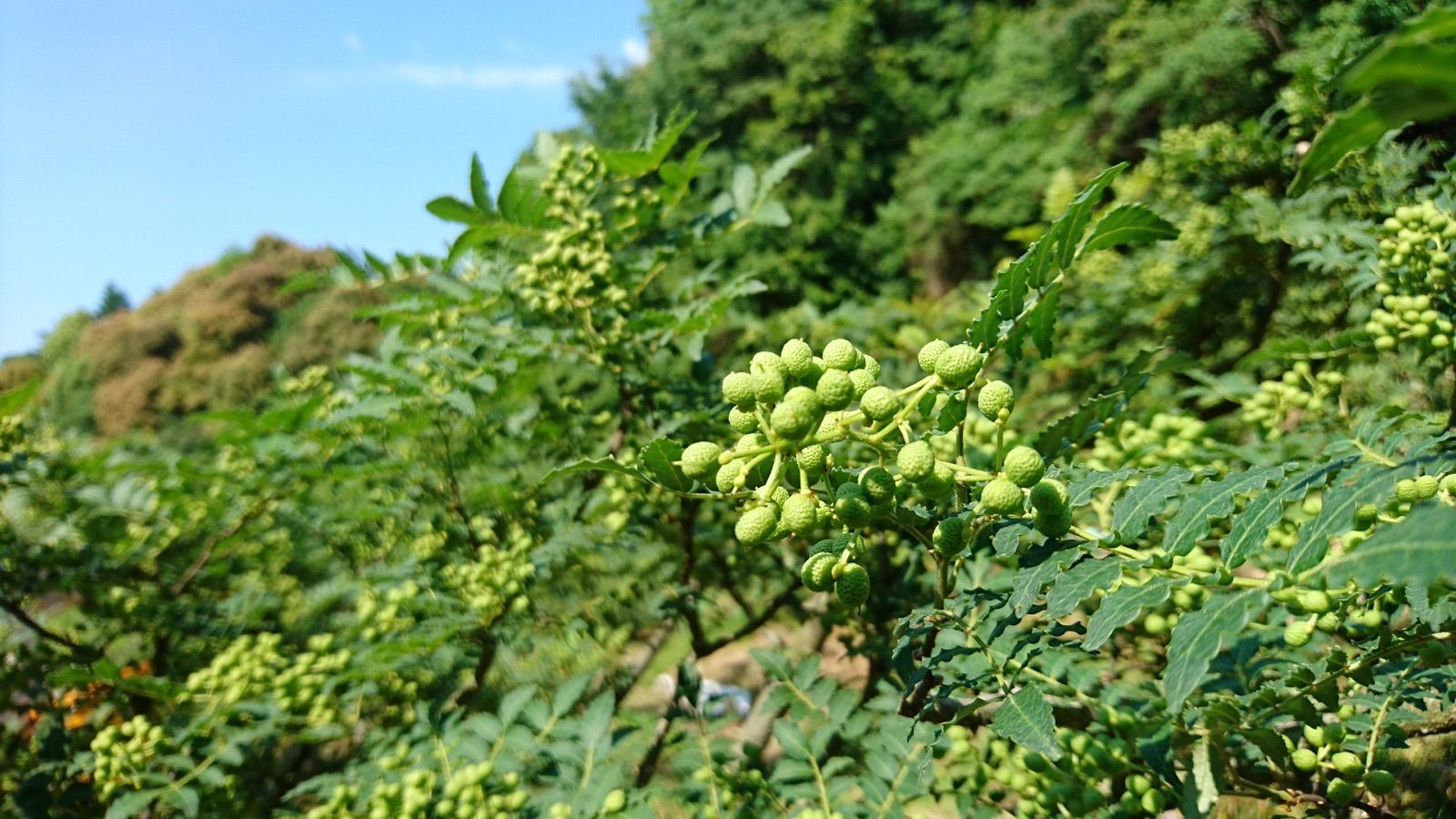 新物！2022年産 冷凍実山椒300g 和歌山県産 ぶどう山椒 朝倉山椒