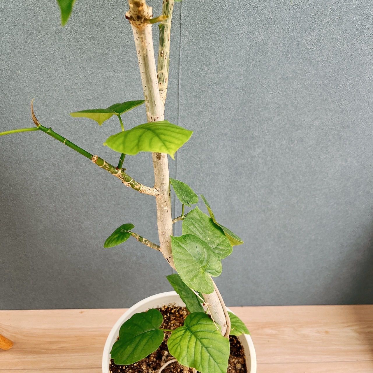 ［現品］F フィカスウンベラータ　曲がり　8号　観葉植物　室内　大型　ゴムの木 現品］F フィカスウンベラータ 曲がり 8号 観葉植物 室内 大型 ゴムの