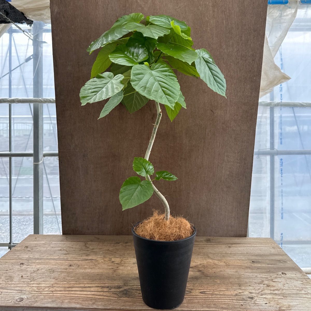 フィカス ウンベラータ 曲がり ④ Ficus umbellata 現品 ゴムの木 