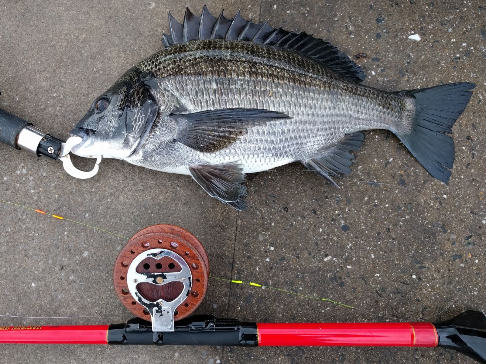初心者向け チヌ(黒鯛)落とし込み釣り目印ショート仕掛け・3