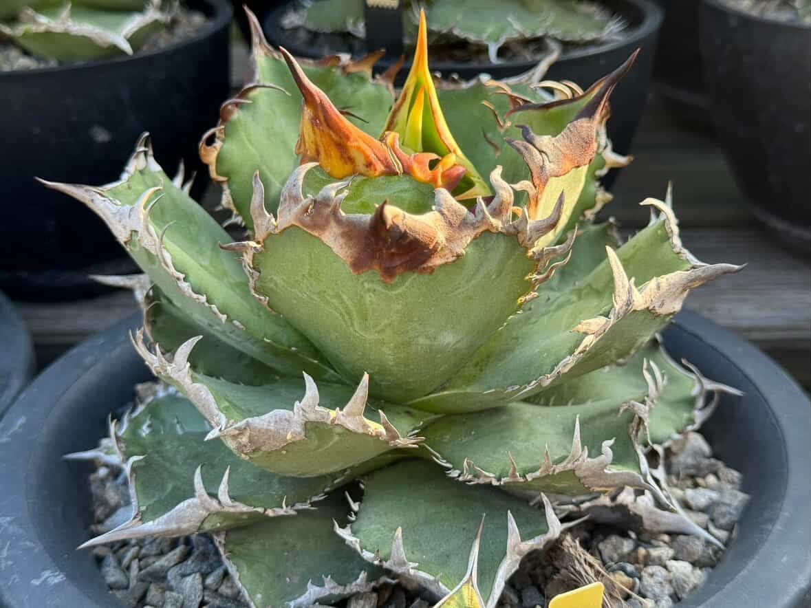 C.Garden様専　アガベ皇冠crown 鉢ごと　発根済み子株＋子だくさん親株 アガベ 皇冠 子株 C.Garden様専 アガベ皇冠crown 鉢ごと 発根済み子株