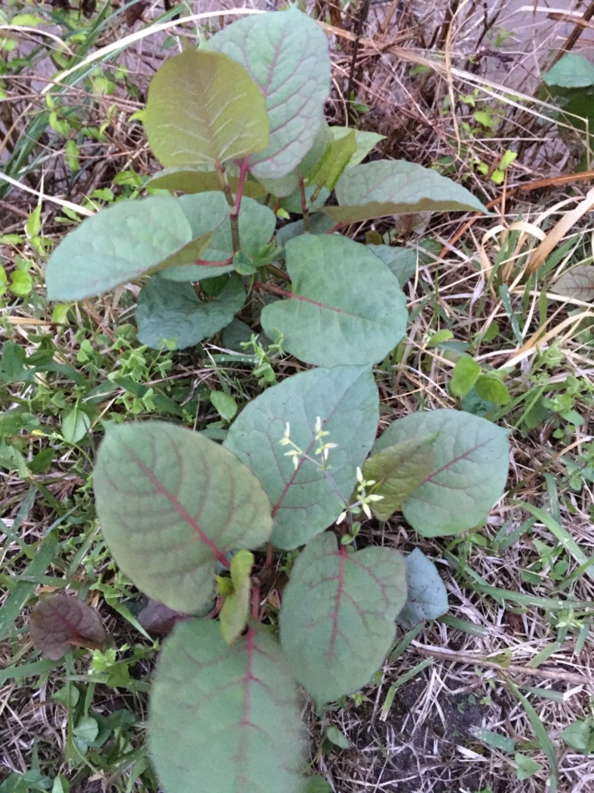 天然イタドリ 無農薬 薬草 薬草茶 虎杖 山菜 自生