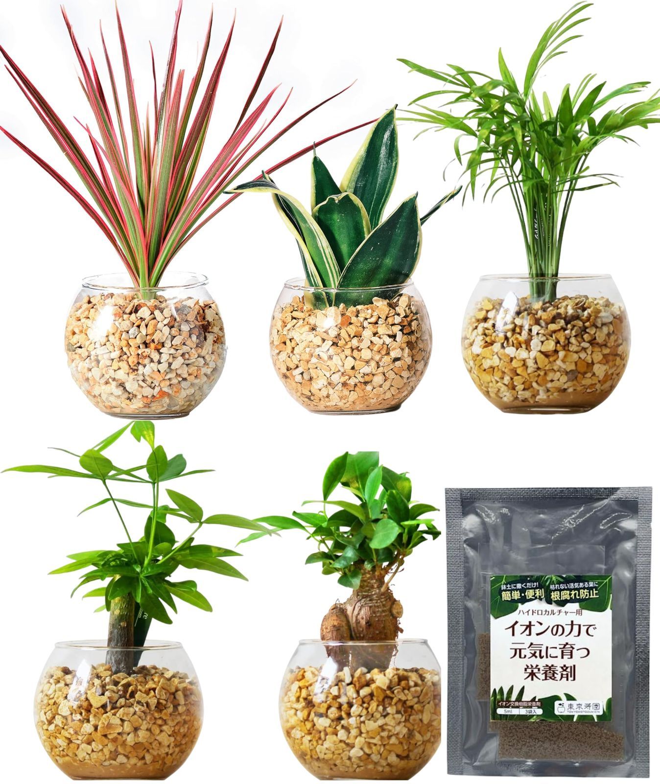 レア多頭植物 希少ザミア プミラ おしゃれインテリア メキシコソテツ