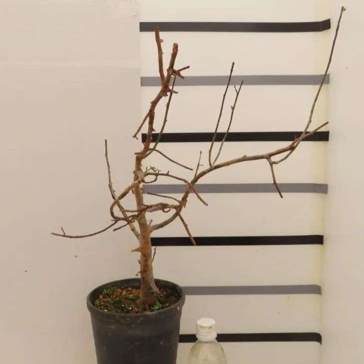 8219 「塊根植物」コミフォラ アフリカーナ 植え【発根未確認・多肉植物・Commiphora africana】 - メルカリ