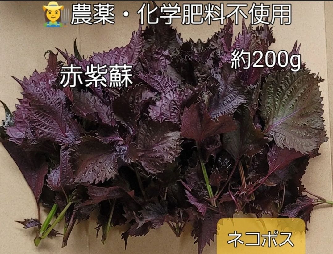 農薬・化学肥料不使用 露地物 赤紫蘇&大葉 ネコポスでお届け