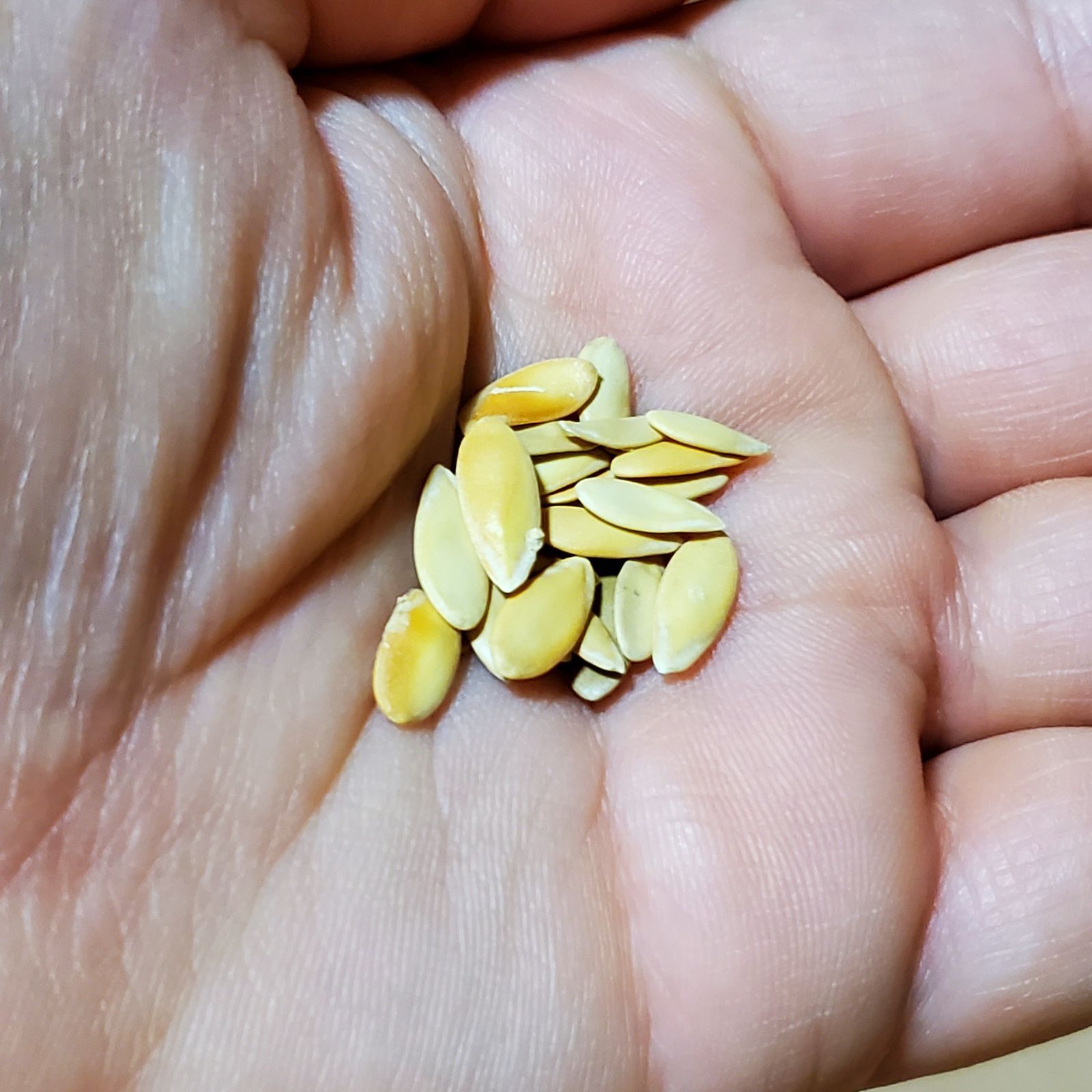 カジャリメロンの種(自然栽培) - メルカリ