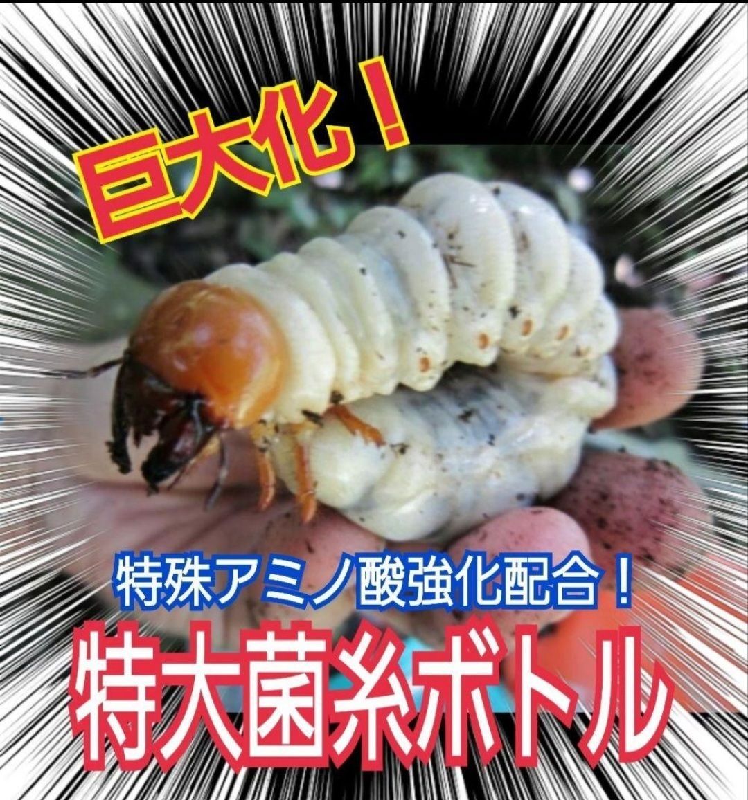 ニジイロクワガタにお薦め！極上！黒アワビタケ菌糸瓶【8本