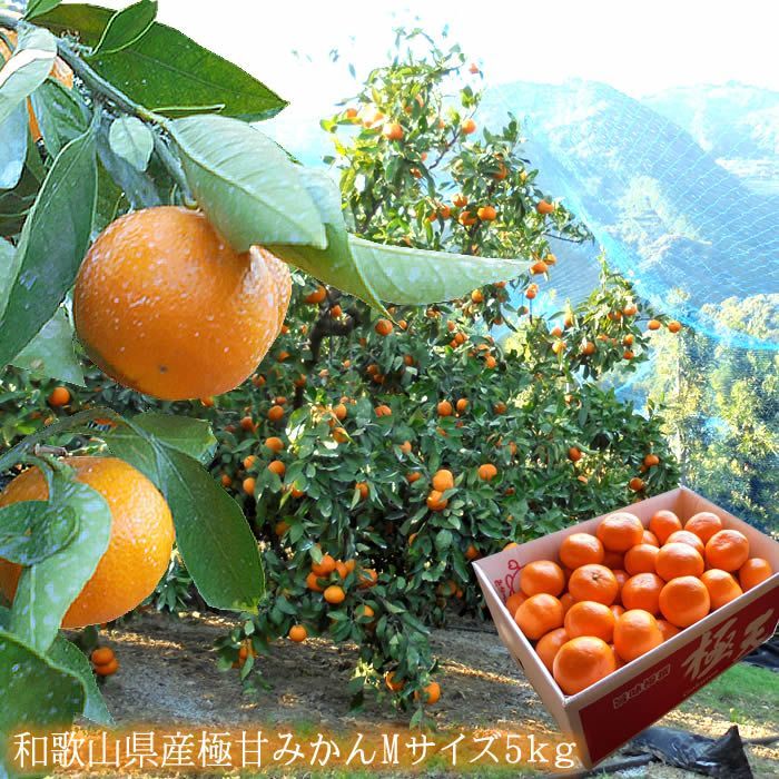 田辺 天みかん 下津ひかえおろうみかん 有田クオリティーみかん等 高糖度みかん厳選 和歌山県産 甘みかんM5ｋｇ 12月初旬から順次発送になります