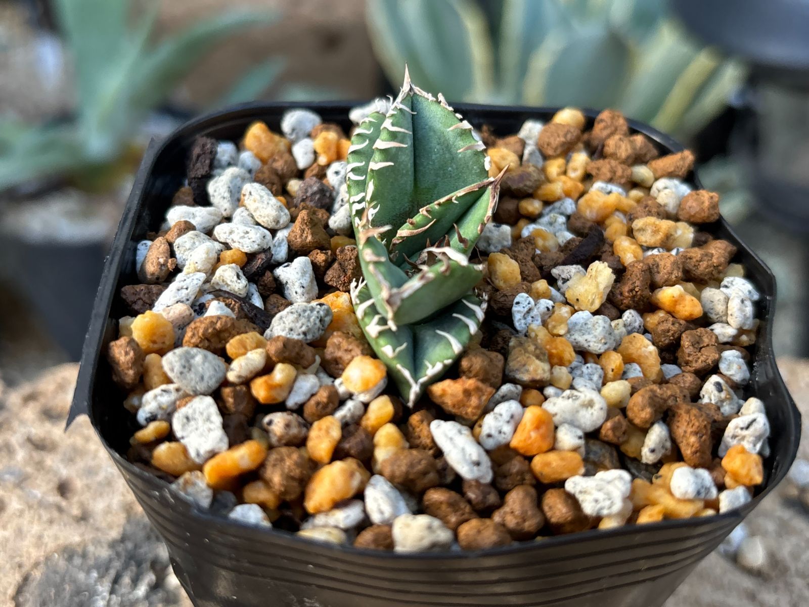 アガベ チタノタ クラウン 皇冠 子株 活着済み 【公式通販】 アガベ