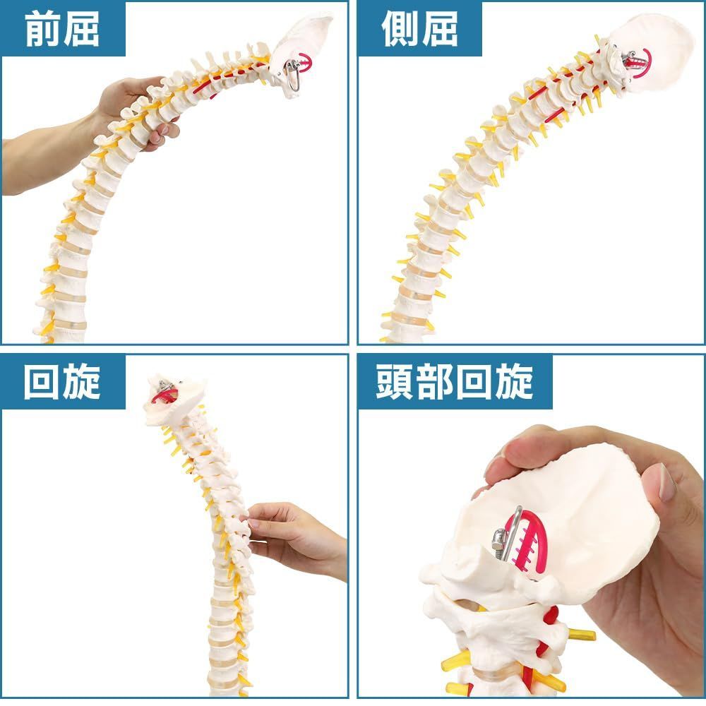 脊柱模型 - 脊柱可動型モデル，大腿骨付 - 3B Scientific - 試験用品
