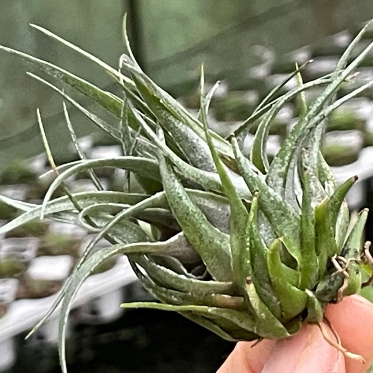 チランジア　カウツキー　(天然採取株、採取地データ付き)Tillandsia