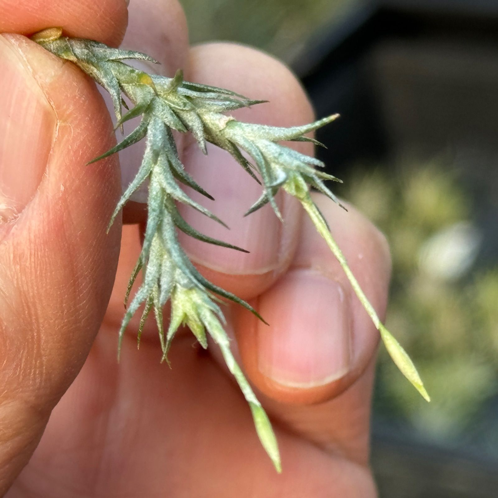 チランジア トリコレピス Tillandsia tricholepis＊エアプランツ