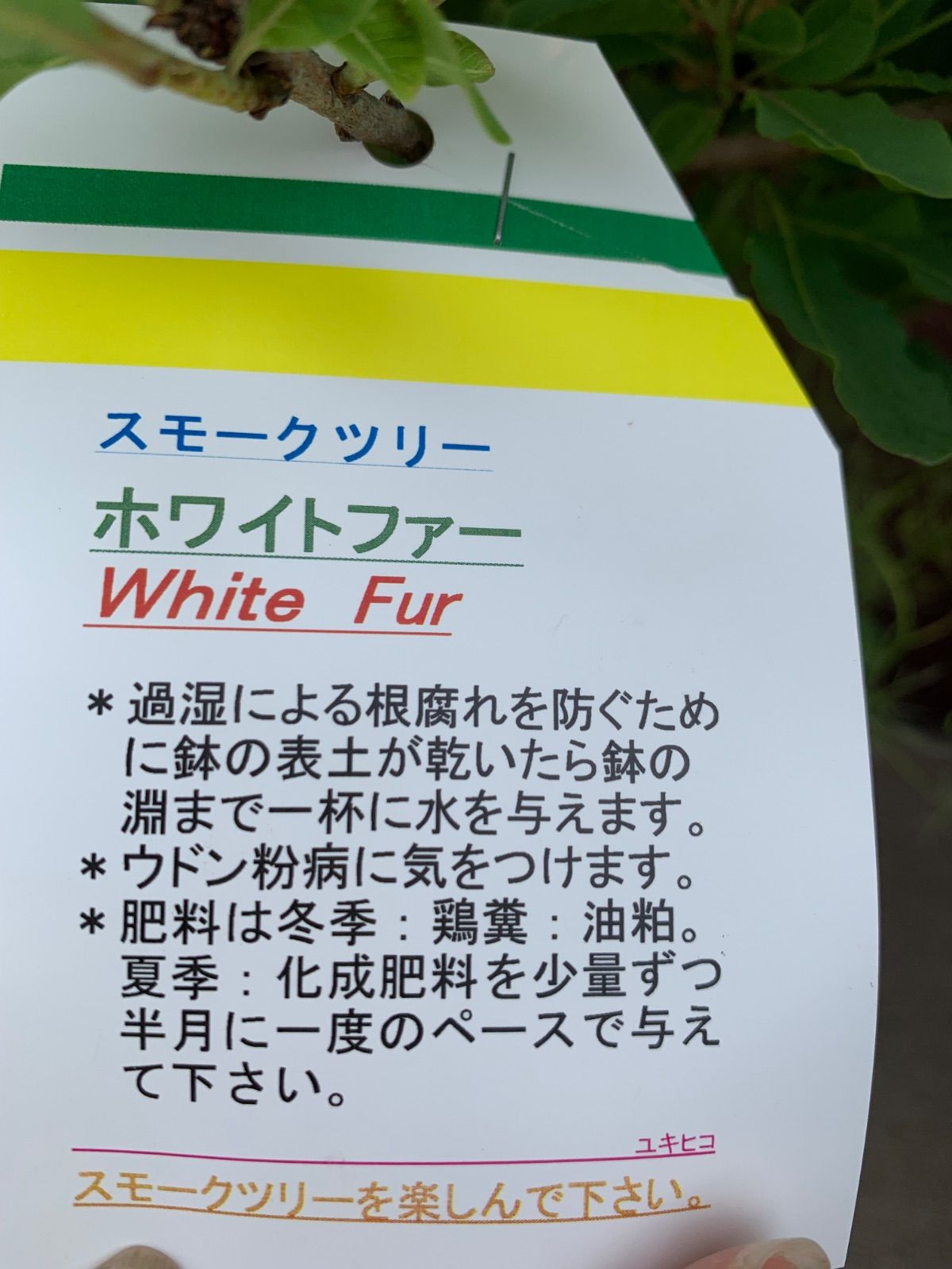 ホワイトファー 鉢植え