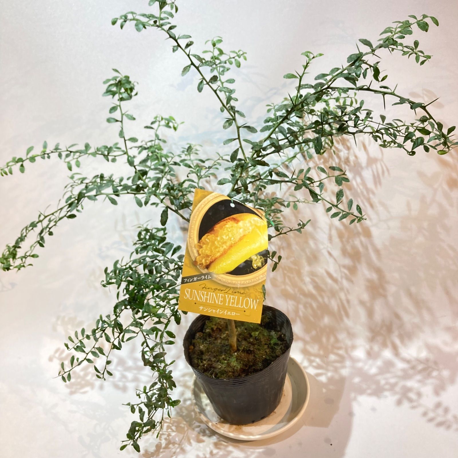 ☆　セナさま専用　フィンガーライム　苗木セット　☆ ☆ セナさま専用 フィンガーライム 苗木セット ☆ 楽天市場