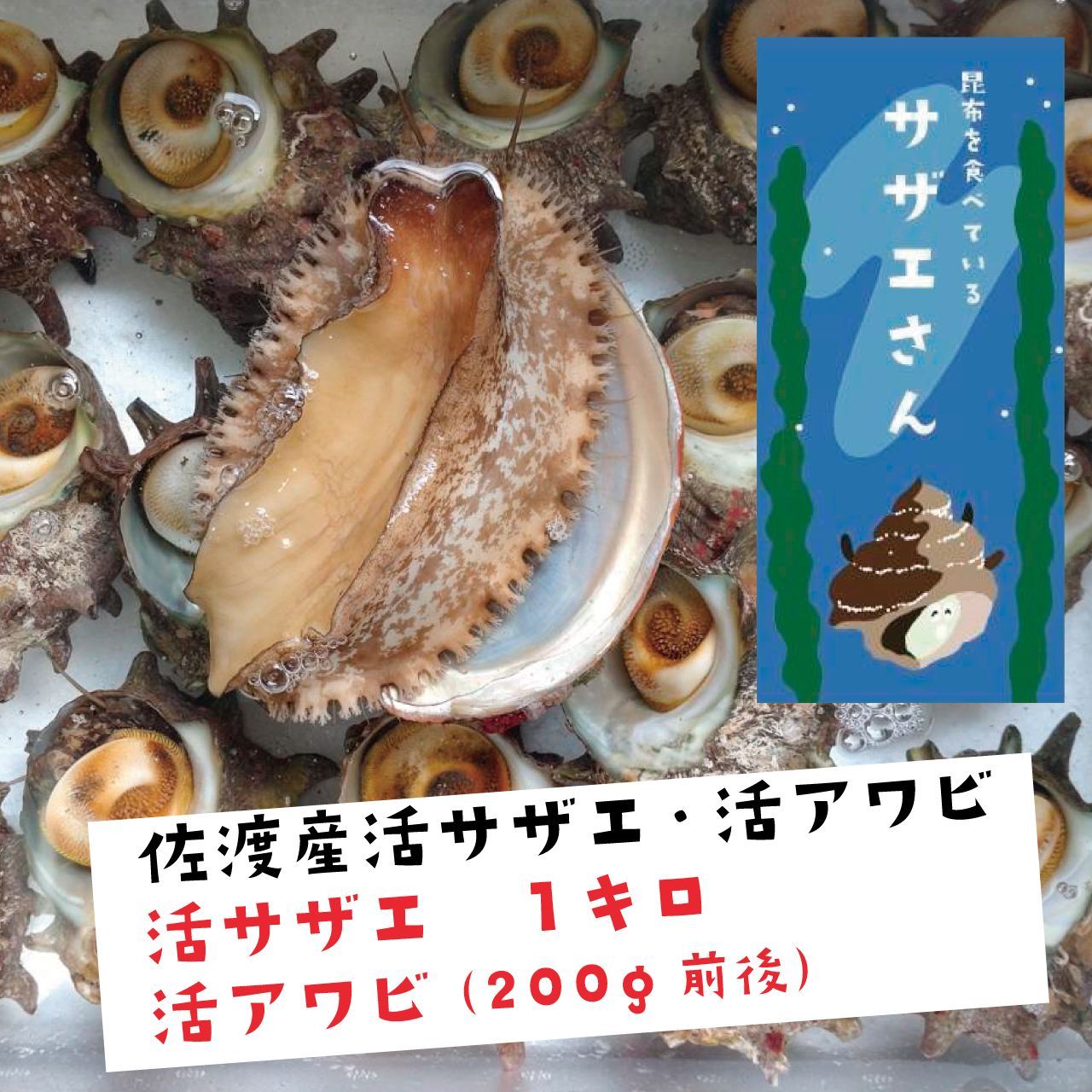 佐渡産 活サザエ 【1キロ】＋活アワビ（200g前後）セット 産地直送