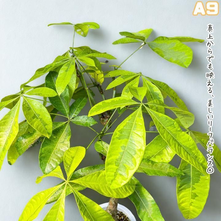 希少！パキラムーンライトA９・五ヶ所接ぎ木・枝分岐パラソル仕立て/無機質用土 希少！パキラムーンライトA9・五ヶ所接ぎ木・枝分岐パラソル